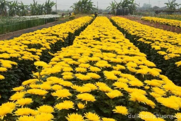Làng hoa Tây Tựu tại Quận Nam Từ Liêm - Thành phố Hà Nội